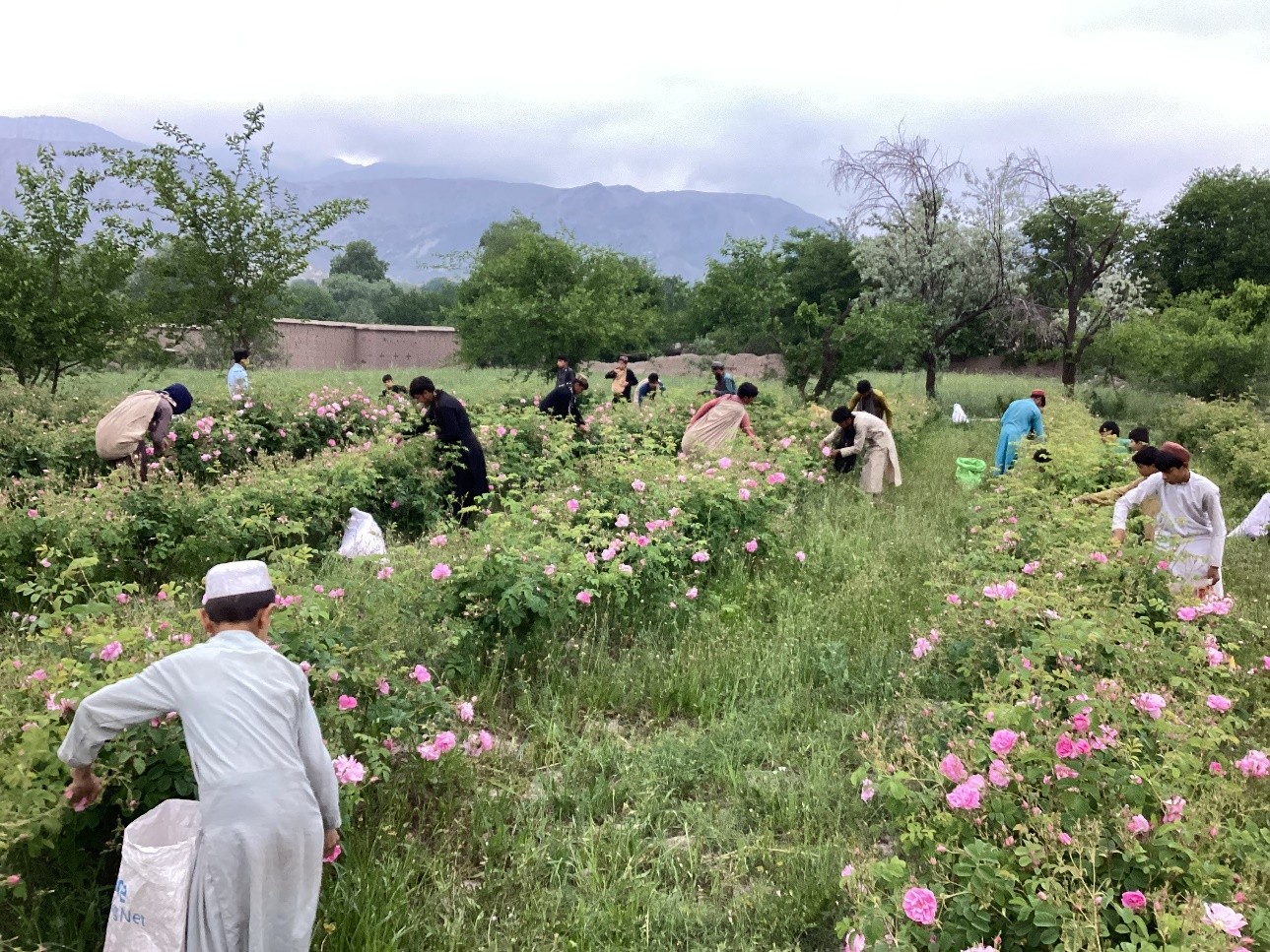 A community harvesting roses in a field below the mountains in Nangarhar